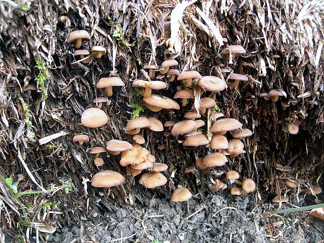 Clitocybe puberula